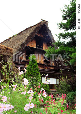 白川郷　秋桜 45568