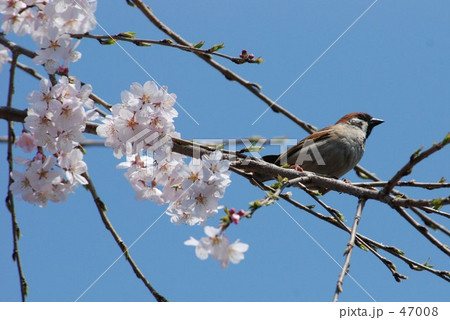 見沼田圃・春 スズメと桜 見沼田圃・春 スズメと桜 47008