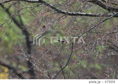 見沼田圃・春　  47009