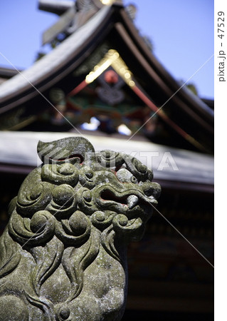 神社の狛犬 47529