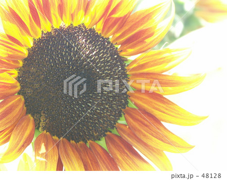 Sunflower 48128