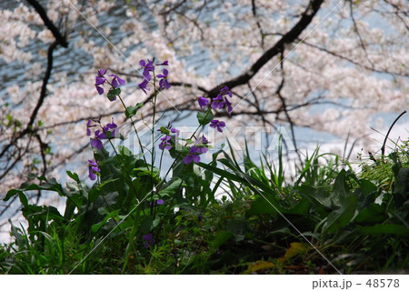 桜咲く・皇居、 千鳥ヶ淵にて 桜咲く・皇居、 千鳥ヶ淵にて 48578