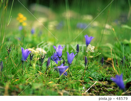 天上のお花畑 天上のお花畑 48579