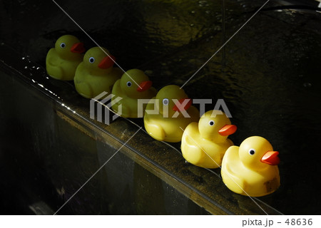 アヒルの行列 48636