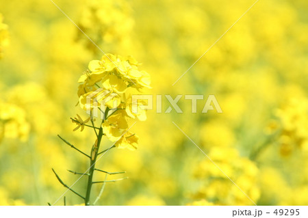 黄色の世界 49295