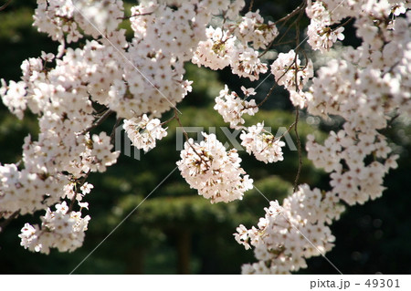 満開 49301