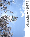 桜1 49674