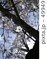 桜3 49949