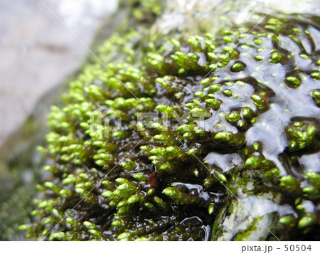 冷たい水に春 50504