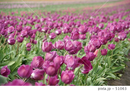 チューリップ 紫 の写真素材