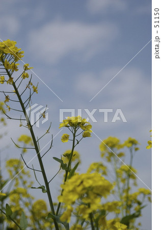青空をバックに咲く菜の花 51150