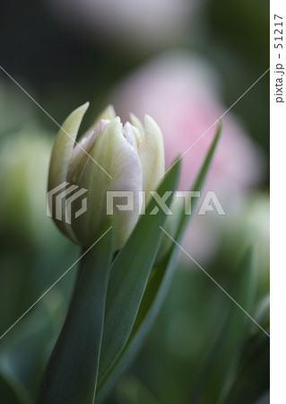 一雫(チューリップ) 一雫(チューリップ) 51217