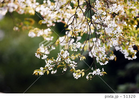 山桜 山桜 51320