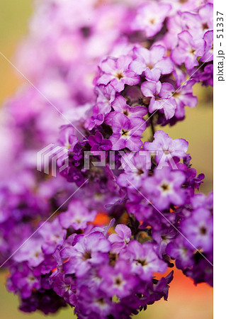 ヘリオトロープ 51337