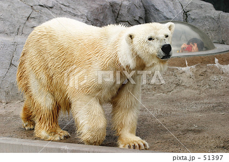 シロクマ 51397