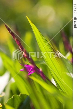 突き抜ける! 突き抜ける! 51734