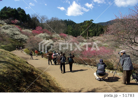 吉野梅郷 青梅市 51783