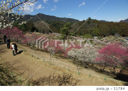 吉野梅郷 青梅市 51784
