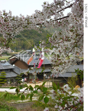 鯉・桜の門 51921