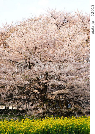 満開 52015