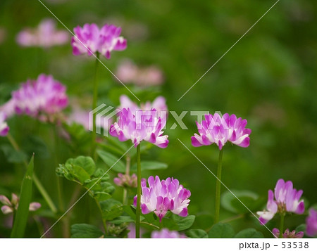 蓮華草1 蓮華草1 53538
