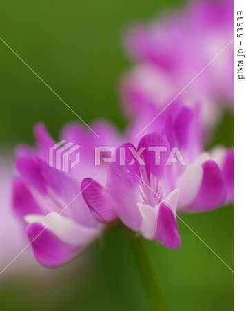 蓮華草2 蓮華草2 53539