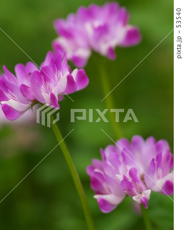 蓮華草3 蓮華草3 53540