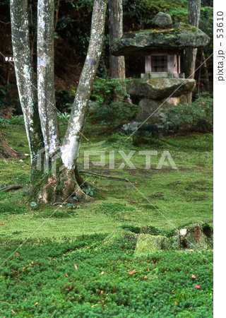 きれいな苔の庭 53610