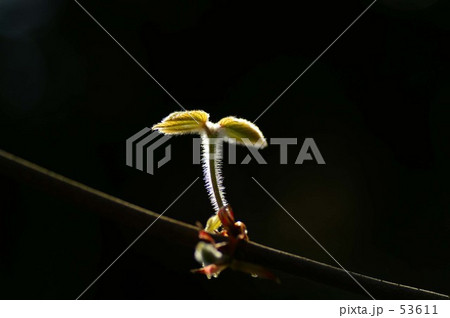 芽吹き＜目薬の木＞ 53611