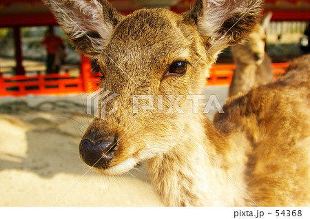 こんにちは(^_^) 54368