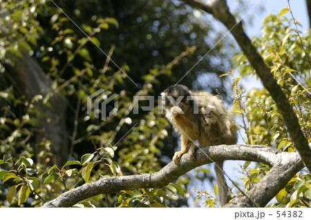 ボリビアリスザル 54382