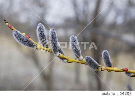 早春賦　２ 54807