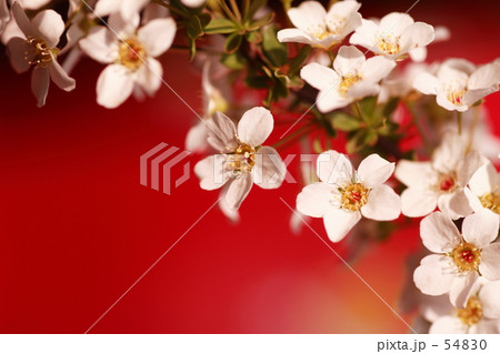 ユキヤナギ 54830