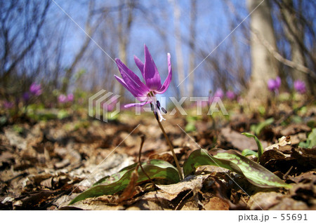 カタクリの空 55691