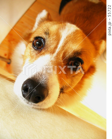 コーギーちゃん 55722