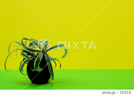 Plant Plant 55918