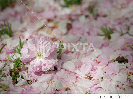散桜 -2- 56416