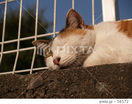 眠り猫1 眠り猫1 56572