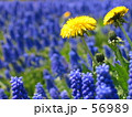 たんぽぽ 56989
