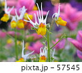 サル顔？(笑) 57545