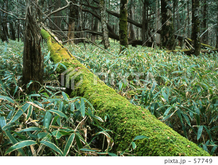 苔むした倒木 苔むした倒木 57749