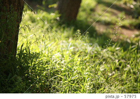 みどり光る みどり光る 57975