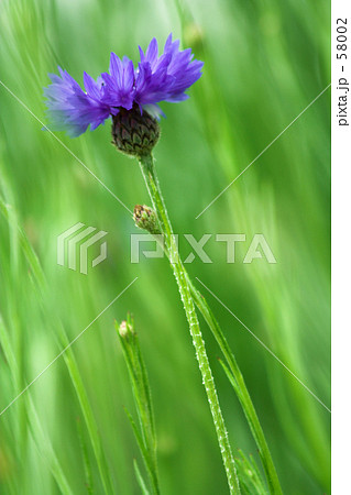 萌えたつ緑・矢車菊 58002