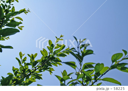 青空に伸びる木 58225