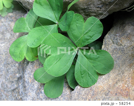蔵の石垣からカタバミの葉 58254