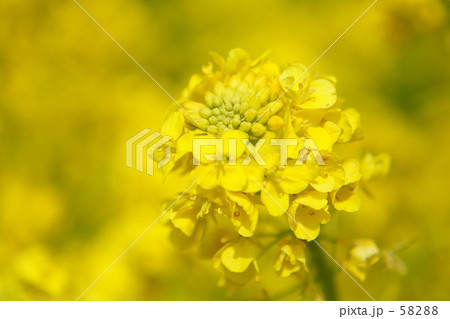 菜の花 58288