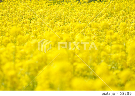 菜の花畑 58289