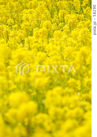 菜の花畑 58290