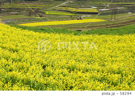 菜の花畑 58294