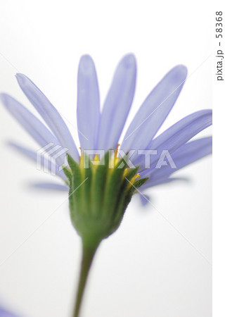 ブルーデイジー 58368